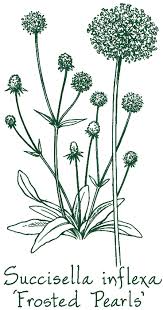 Image result for Succisella inflexa