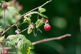Attēlu rezultāti vaicājumam “Rubus idaeus”