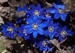 Attēlu rezultāti vaicājumam “Hepatica nobilis”