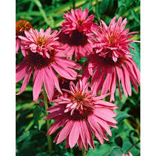 Image result for roter Sonnenhut