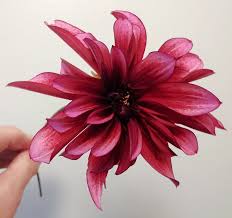 Image result for Dahlia Darkarin`