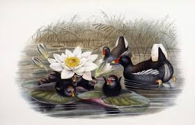 Attēlu rezultāti vaicājumam “Gallinula chloropus”