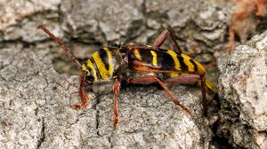 Attēlu rezultāti vaicājumam “Plagionotus detritus”