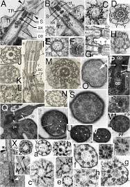 Attēlu rezultāti vaicājumam “Symphytocarpus impexus spores”