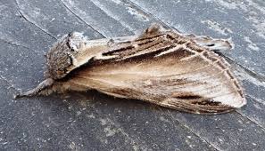 Attēlu rezultāti vaicājumam “Pheosia tremula”