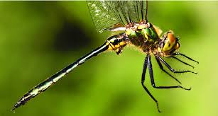 Attēlu rezultāti vaicājumam “Cordulidae”