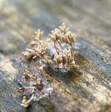 Attēlu rezultāti vaicājumam “Fuligo cinerea macro”