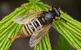 Attēlu rezultāti vaicājumam “Temnostoma vespiforme”