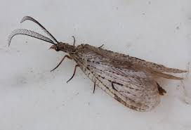 Attēlu rezultāti vaicājumam “Megaloptera”