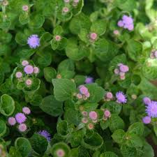 Image result for Ageratum houstonianum