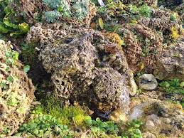 Attēlu rezultāti vaicājumam “Palustriella commutata”