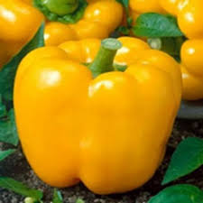 Afbeeldingsresultaat voor california wonder 300 sweet pepper