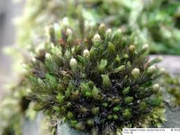 Attēlu rezultāti vaicājumam “Orthotrichum cupulatum var. riparium”