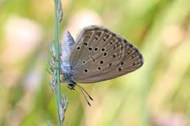 Attēlu rezultāti vaicājumam “Maculinea alcon”