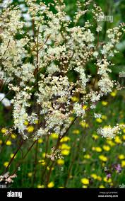 Attēlu rezultāti vaicājumam “Filipendula vulgaris flower”