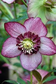 Image result for Lilium martagon `Manitoba Fox`