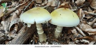 Attēlu rezultāti vaicājumam “Amanita citrina”