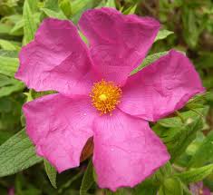 Attēlu rezultāti vaicājumam “Cistaceae”