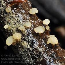 Attēlu rezultāti vaicājumam “Cudoniella clavus”