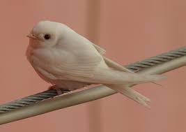 Attēlu rezultāti vaicājumam “Delichon urbicum adult”