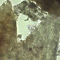 Attēlu rezultāti vaicājumam “Steccherinum bourdotii”