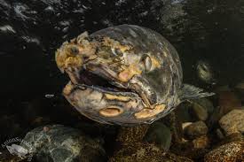 Image result for Ptychocheilus grandis