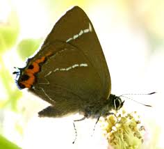 Attēlu rezultāti vaicājumam “Satyrium w-album underside”