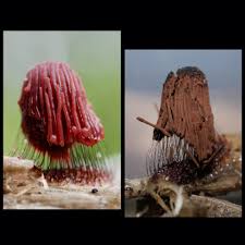 Attēlu rezultāti vaicājumam “Stemonitis fusca”