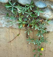 Attēlu rezultāti vaicājumam “Potentilla reptans”
