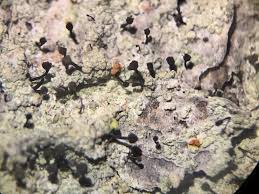 Attēlu rezultāti vaicājumam “Chaenotheca ferruginea”