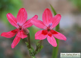 Attēlu rezultāti vaicājumam “Lophozia laxa”