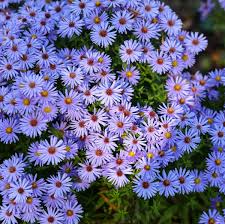 Image result for Aster