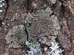 Attēlu rezultāti vaicājumam “Physconia enteroxantha”