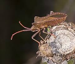 Attēlu rezultāti vaicājumam “Coreus marginatus”