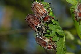 Attēlu rezultāti vaicājumam “Melolontha hippocastani imago”