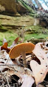 Attēlu rezultāti vaicājumam “Hydnum sp.”