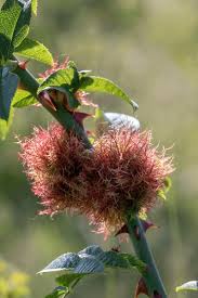 Attēlu rezultāti vaicājumam “Diplolepis rosae”