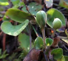 Attēlu rezultāti vaicājumam “Oenothera rubricauli bud”