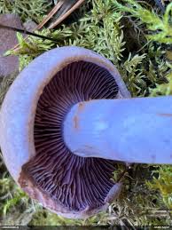 Attēlu rezultāti vaicājumam “Diderma subincarnatum”