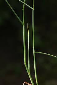 Attēlu rezultāti vaicājumam “Poa compressa”