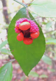 Attēlu rezultāti vaicājumam “Euonymus verrucosus fruit”