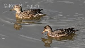 Attēlu rezultāti vaicājumam “Anas crecca”