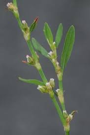 Attēlu rezultāti vaicājumam “Polygonum aviculare flower”
