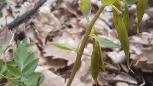 Attēlu rezultāti vaicājumam “Corydalis cava fruit”