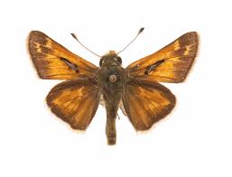 Attēlu rezultāti vaicājumam “Hesperia comma male”