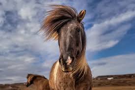 Attēlu rezultāti vaicājumam “Equus ferus caballus”