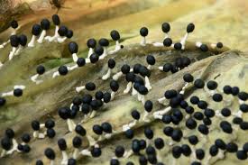 Attēlu rezultāti vaicājumam “Diachea leucopodia young”