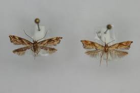 Attēlu rezultāti vaicājumam “Epermenia falciformis”