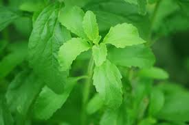 Image result for Stevia rebaudiana