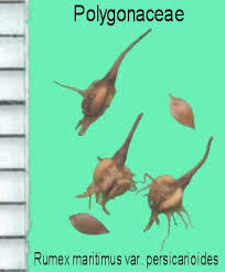 Attēlu rezultāti vaicājumam “Rumex maritimus”